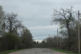 Populus longifolia