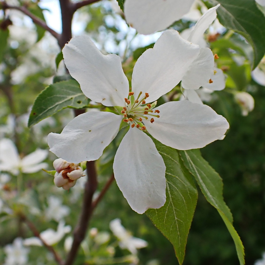 Image of Malus baccata specimen.