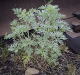 Artemisia absinthium. Вегетирующее растение. Пермский край, Кунгурский муниципальный округ, село Моховое, станция Иренский, между железнодорожными путями. 04.06.2023.