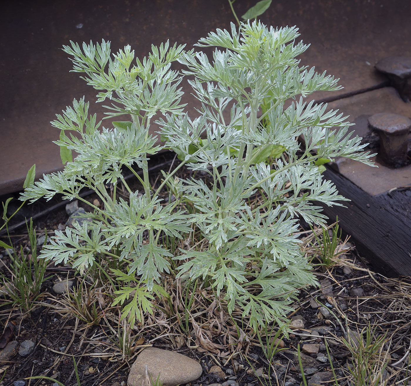 Изображение особи Artemisia absinthium.