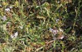 Plumbago europaea