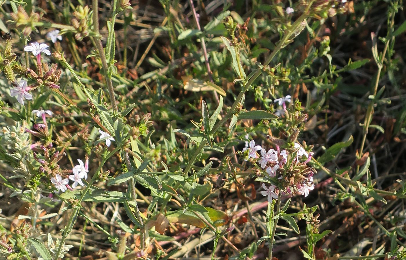 Изображение особи Plumbago europaea.