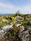 Pedicularis mandshurica. Цветущее растение. Приморский край, Ольгинский р-н, гора Снежная, выс. 1589 м н.у.м., зарастающая россыпь крупных камней на уплощённой вершине. 25.06.2023.