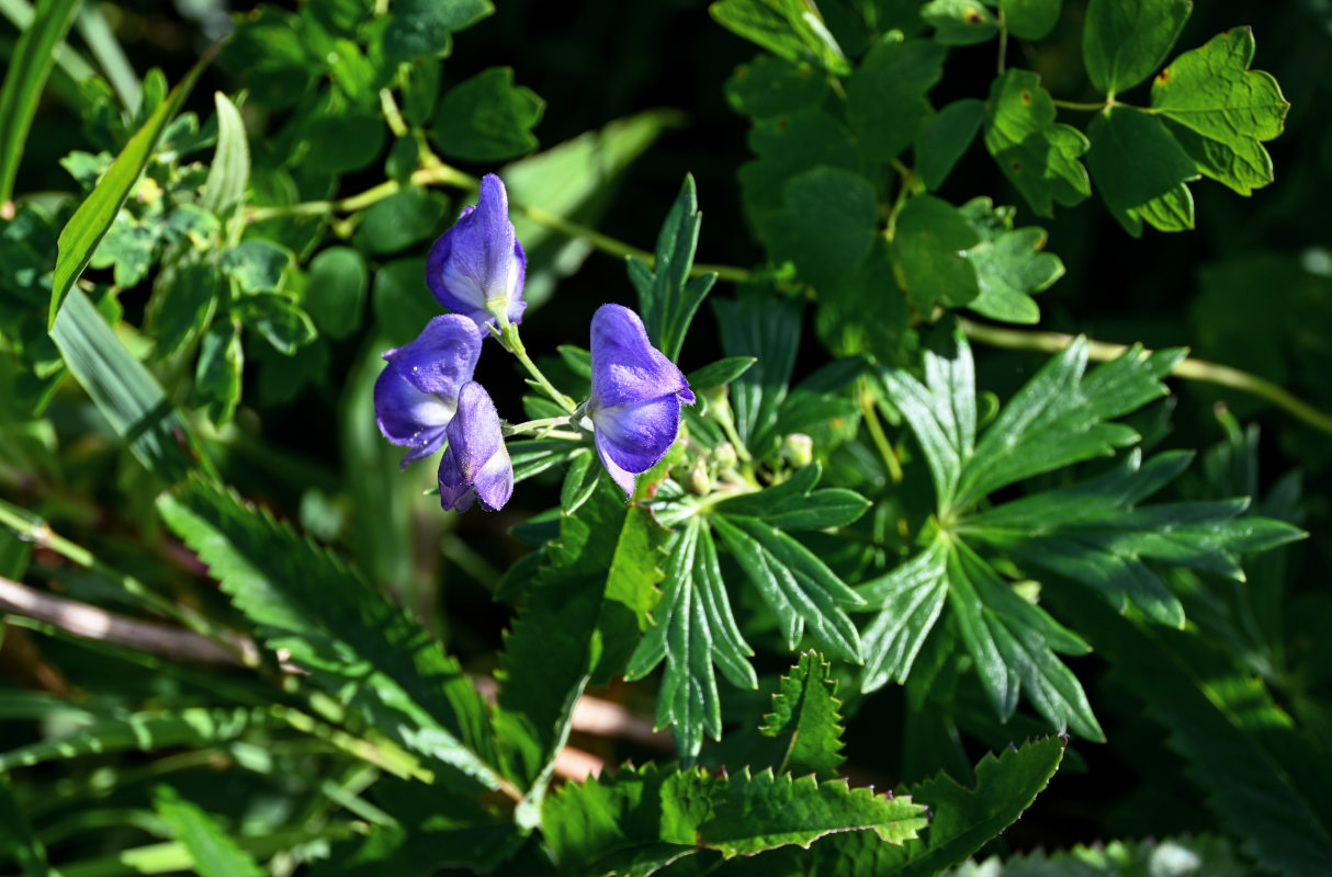 Изображение особи Aconitum sachalinense.