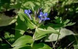 Gentiana septemfida