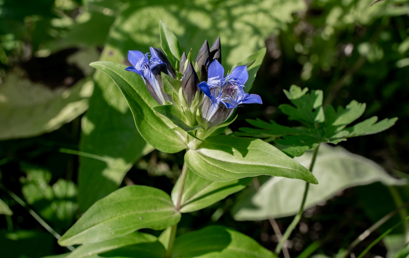 Изображение особи Gentiana septemfida.