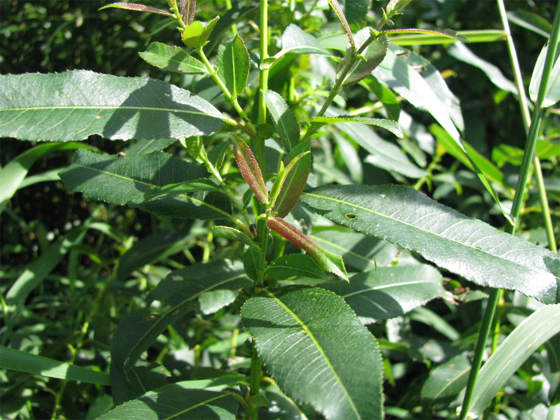 Image of Salix × schumanniana specimen.