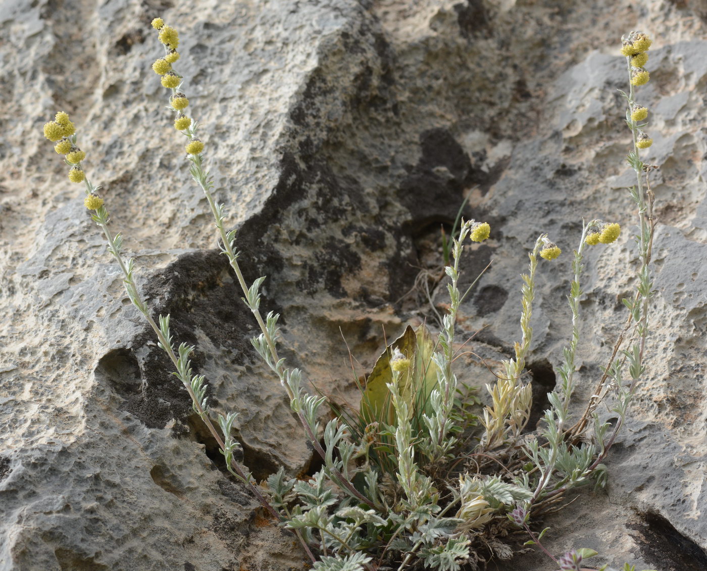 Image of Artemisia aschurbajewii specimen.