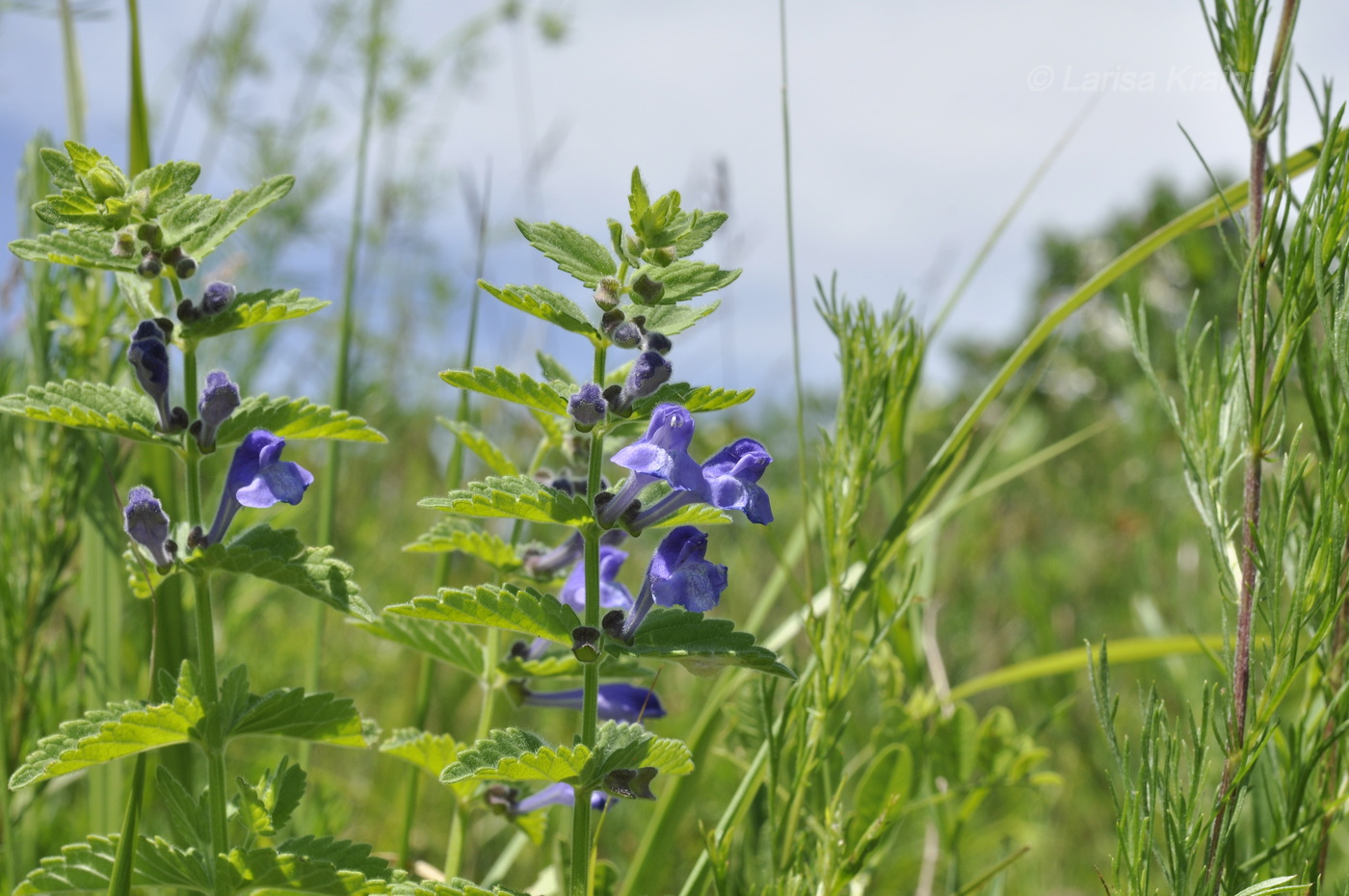 Изображение особи Scutellaria krasevii.