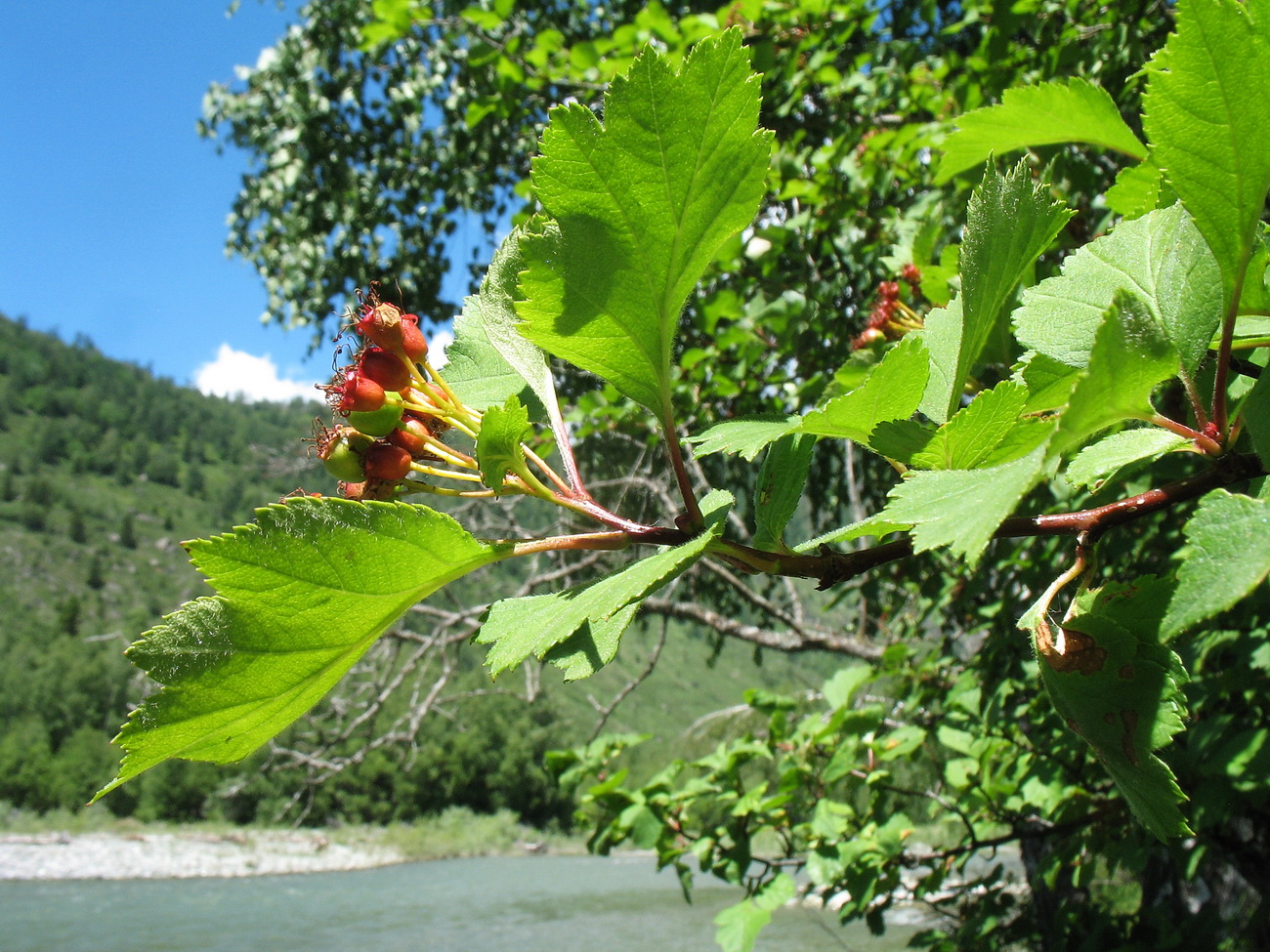 Image of Crataegus chlorocarpa specimen.