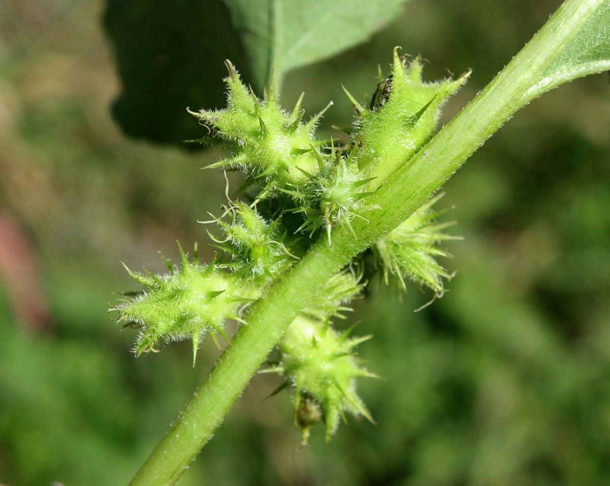 Image of Xanthium orientale specimen.