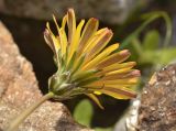 Taraxacum stevenii