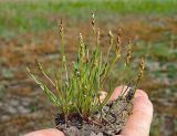 Plantago tenuiflora. Группа плодоносящих растений, выкопанная с комом земли. Ульяновская обл., Новомалыклинский р-н, долина р. Бол. Авраль, остепнённый луг, вытоптанный скотом засолённый участок. 13.05.2023.