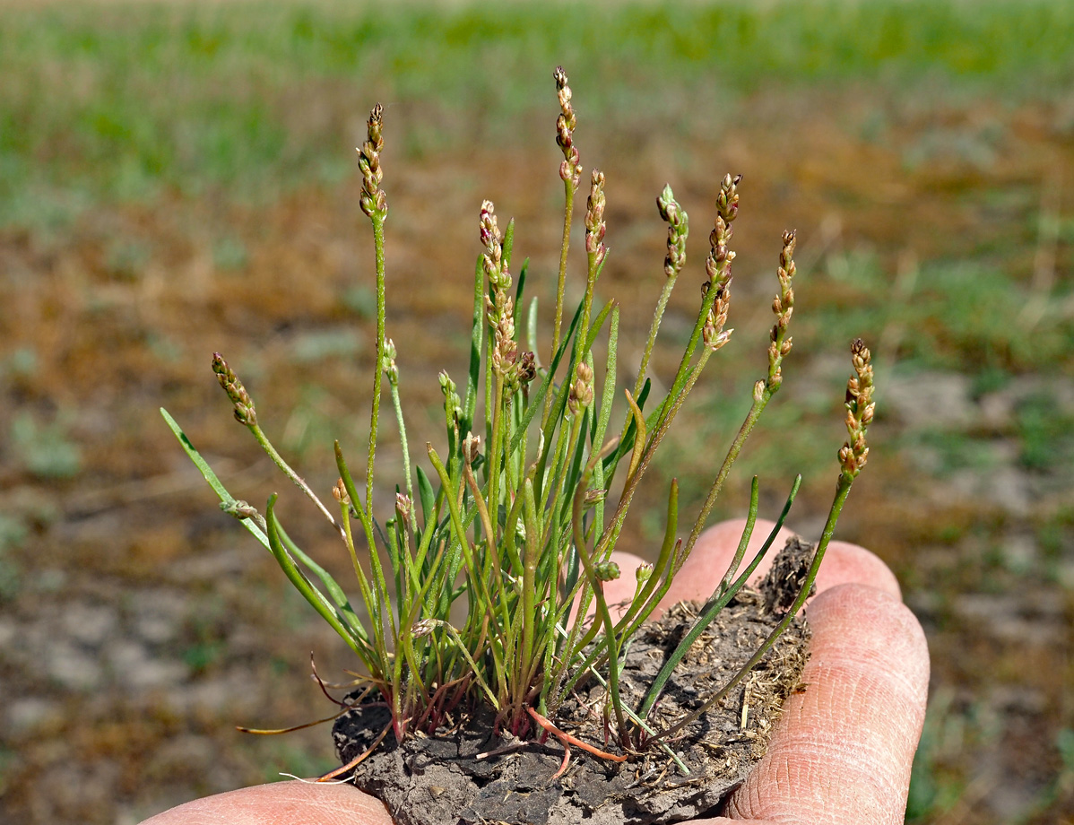 Image of Plantago tenuiflora specimen.