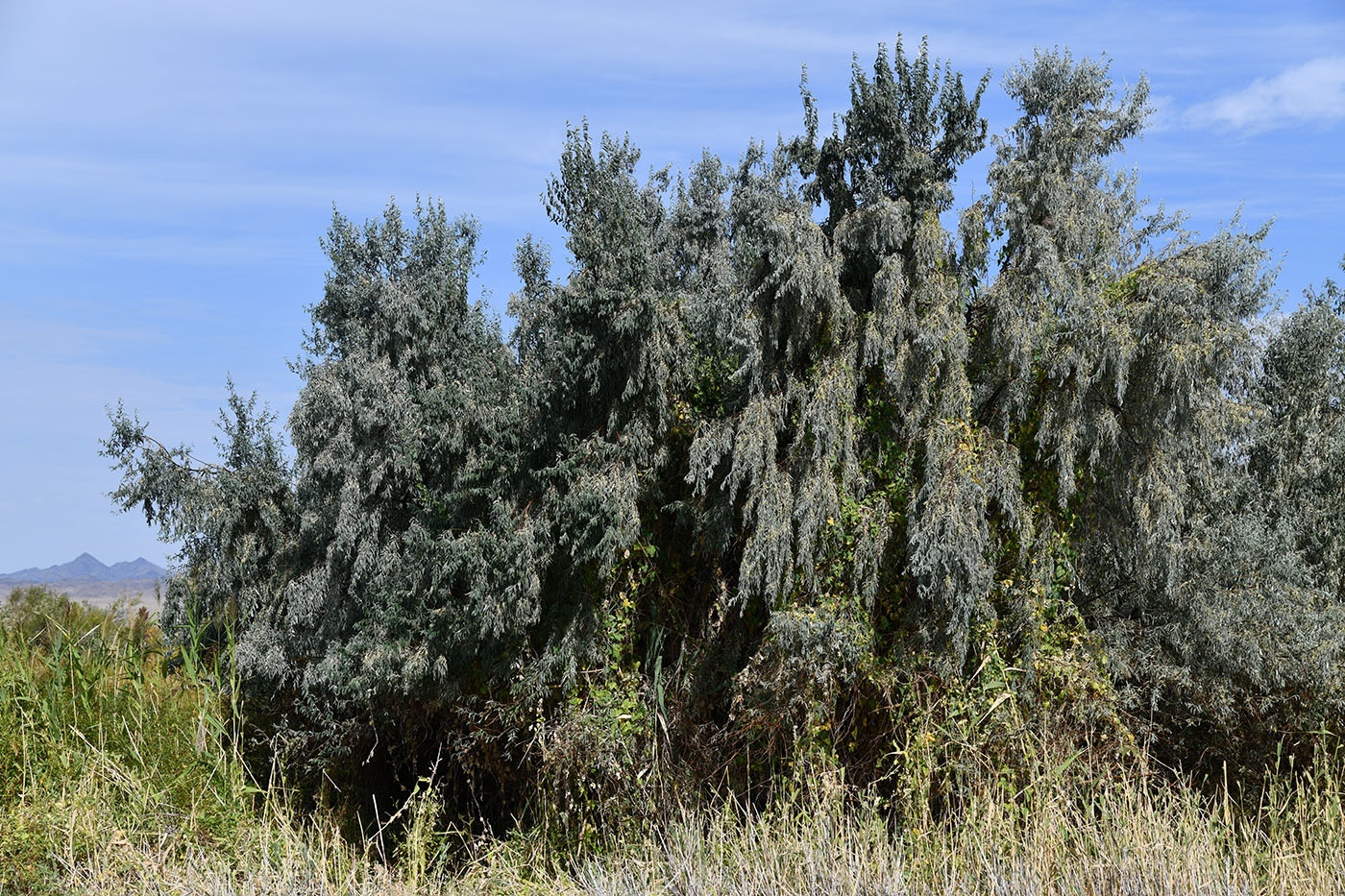 Изображение особи Elaeagnus iliensis.