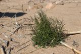 Campanula rotundifolia. Растение с развивающимися генеративными побегами. Ленинградская обл., Выборгский р-н, вост. берег Ермиловского залива, песчаный пляж. 11.06.2023.