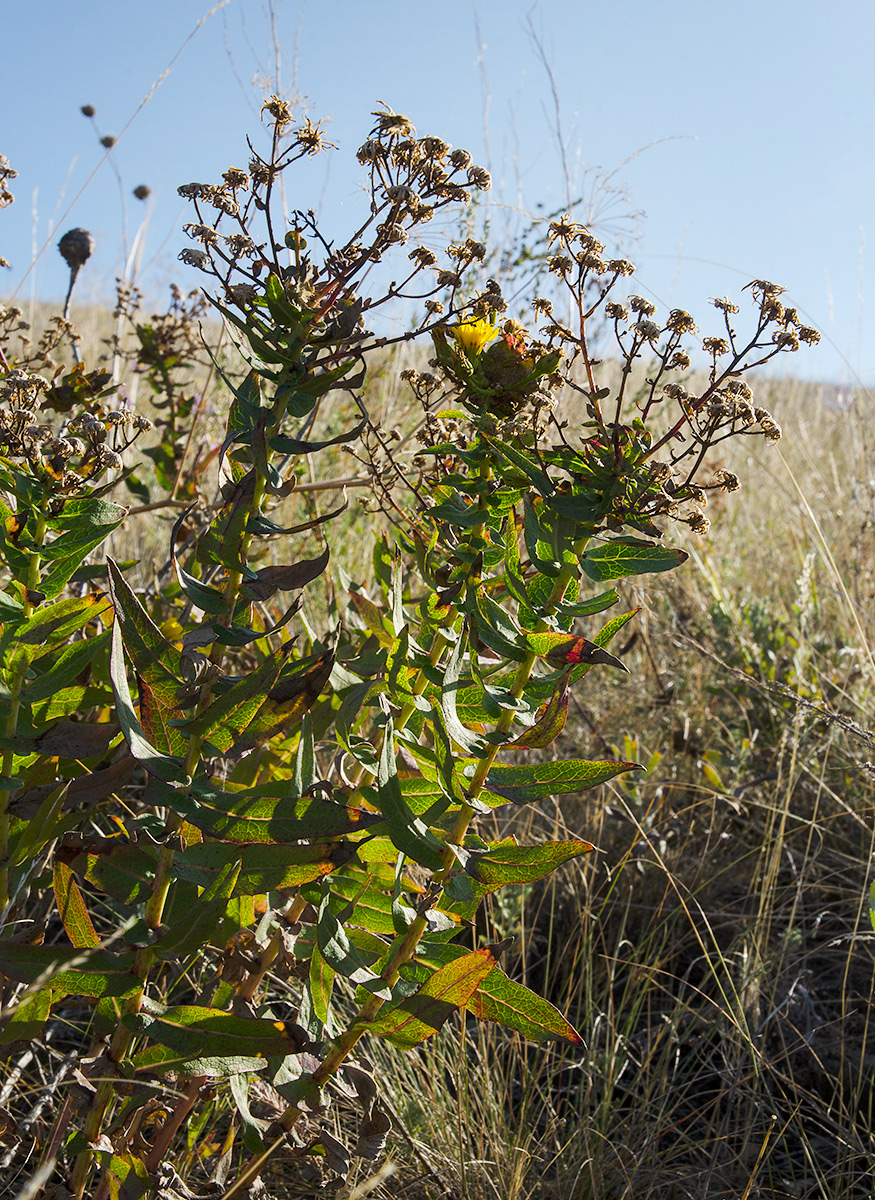 Image of Hieracium virosum specimen.