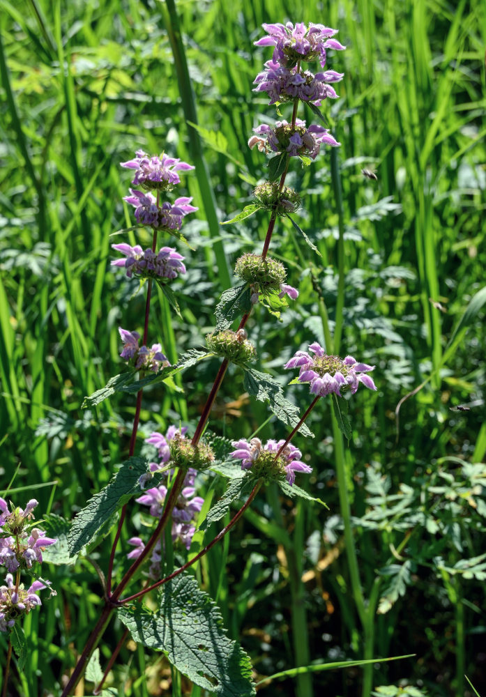 Изображение особи Phlomoides tuberosa.