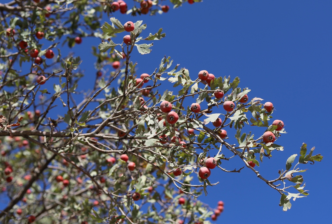 Image of Crataegus pseudoazarolus specimen.