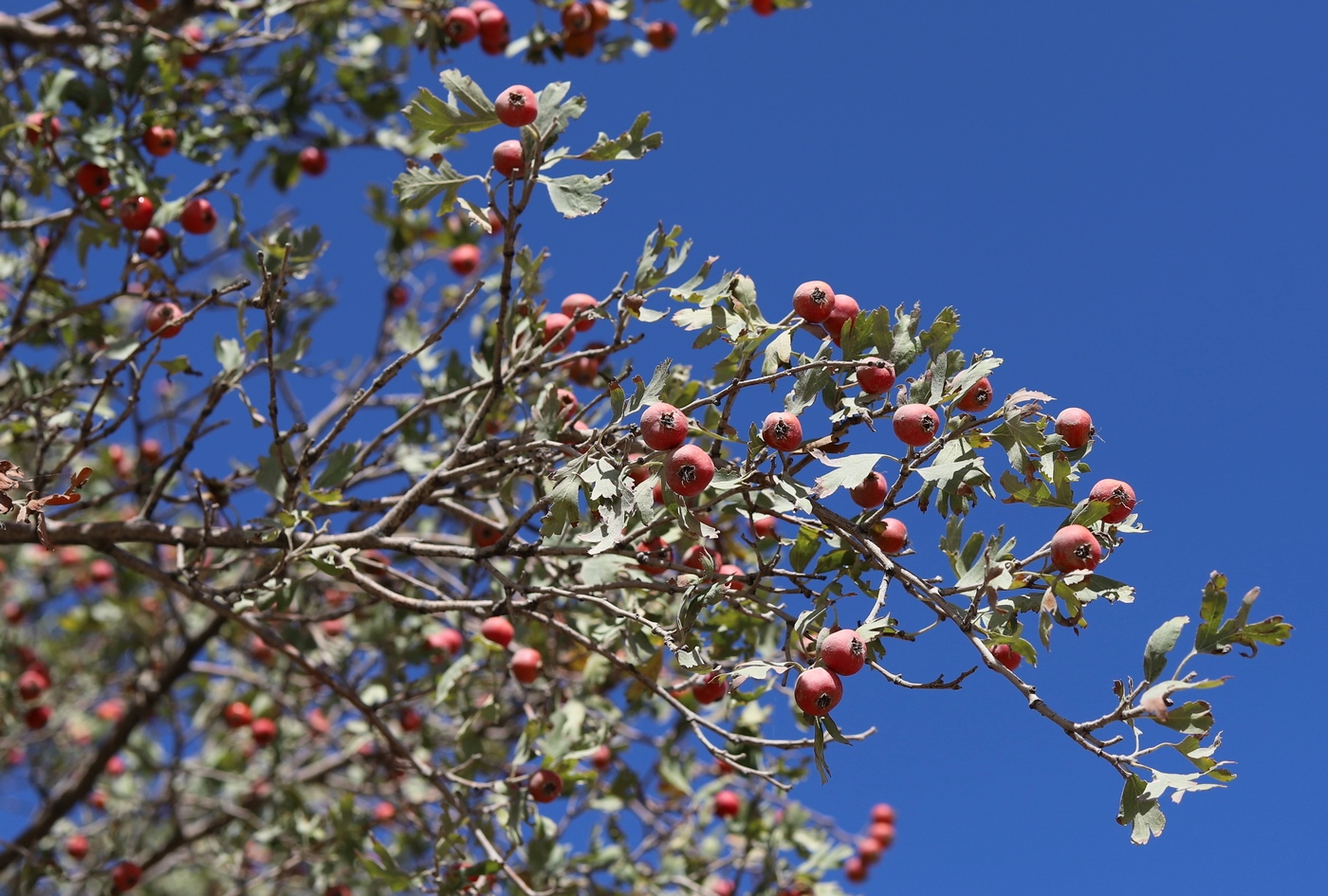 Изображение особи Crataegus pseudoazarolus.