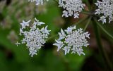 Heracleum scabrum. Часть соцветия. Чечня, Веденский р-н, берег оз. Кезенойам, ≈ 1800 м н.у.м., луговой склон. 25.07.2022.