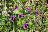 Viola odorata