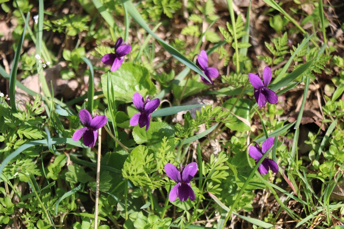 Image of Viola odorata specimen.