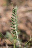 Astragalus dolichophyllus