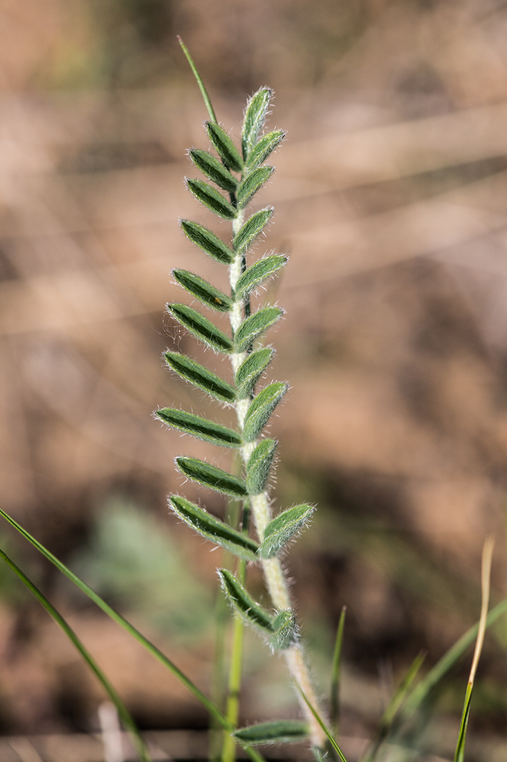 Изображение особи Astragalus dolichophyllus.