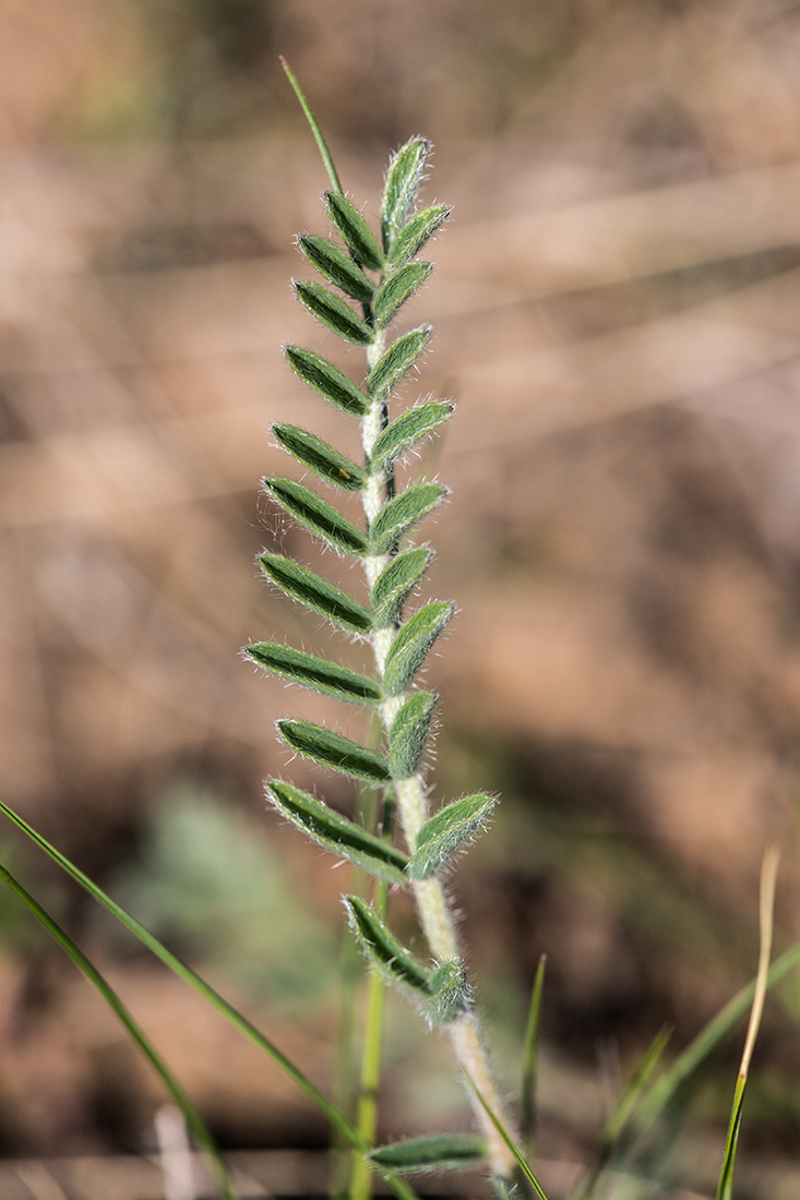 Image of Astragalus dolichophyllus specimen.