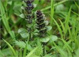 Ajuga reptans. Развивающееся соцветие. Московская обл., Раменский р-н, окр. ж.-д. платформы Хрипань, смешанный лес у ЛЭП. 15.05.2024.