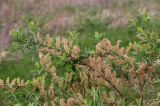 Salix bebbiana