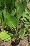 Klasea lycopifolia