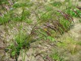 Deschampsia cespitosa