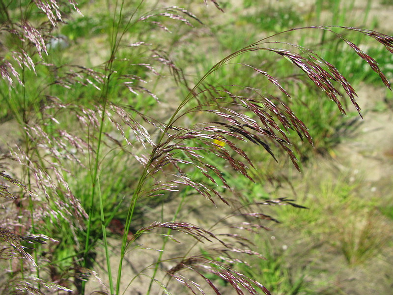 Image of Deschampsia cespitosa specimen.