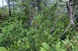 Pinus pumila. Ветви вегетирующего растения. Сахалин, г. Южно-Сахалинск, горнолыжный комплекс \"Горный воздух\", смешанный лес. 11.08.2023.