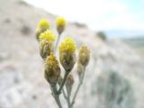 Смотреть изображение Ajania korovinii