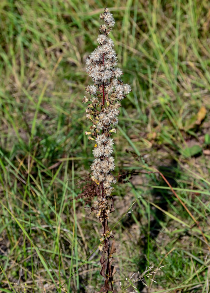 Image of Solidago virgaurea specimen.