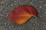 Ulmus laevis