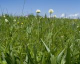 Trifolium montanum