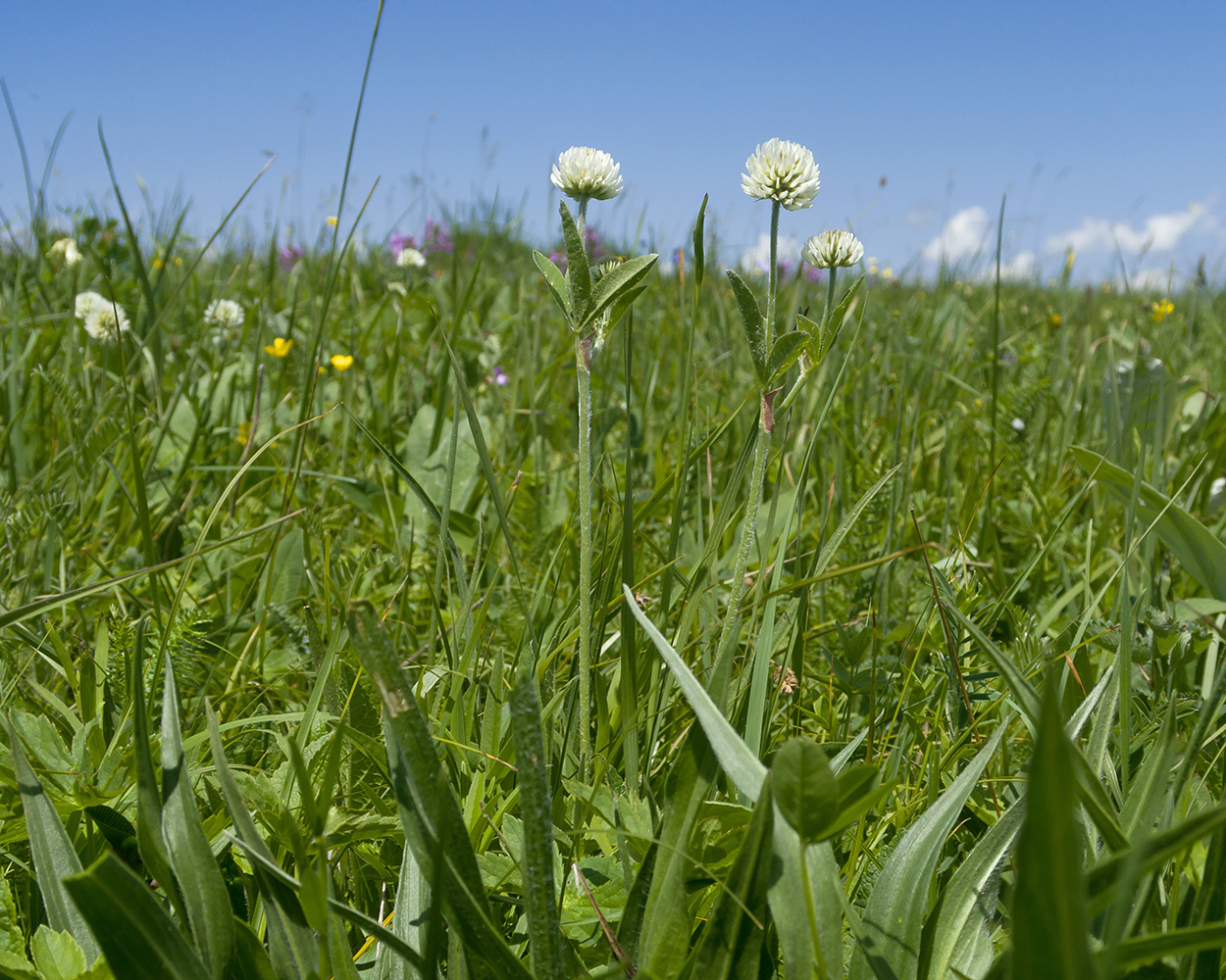 Image of Trifolium montanum specimen.