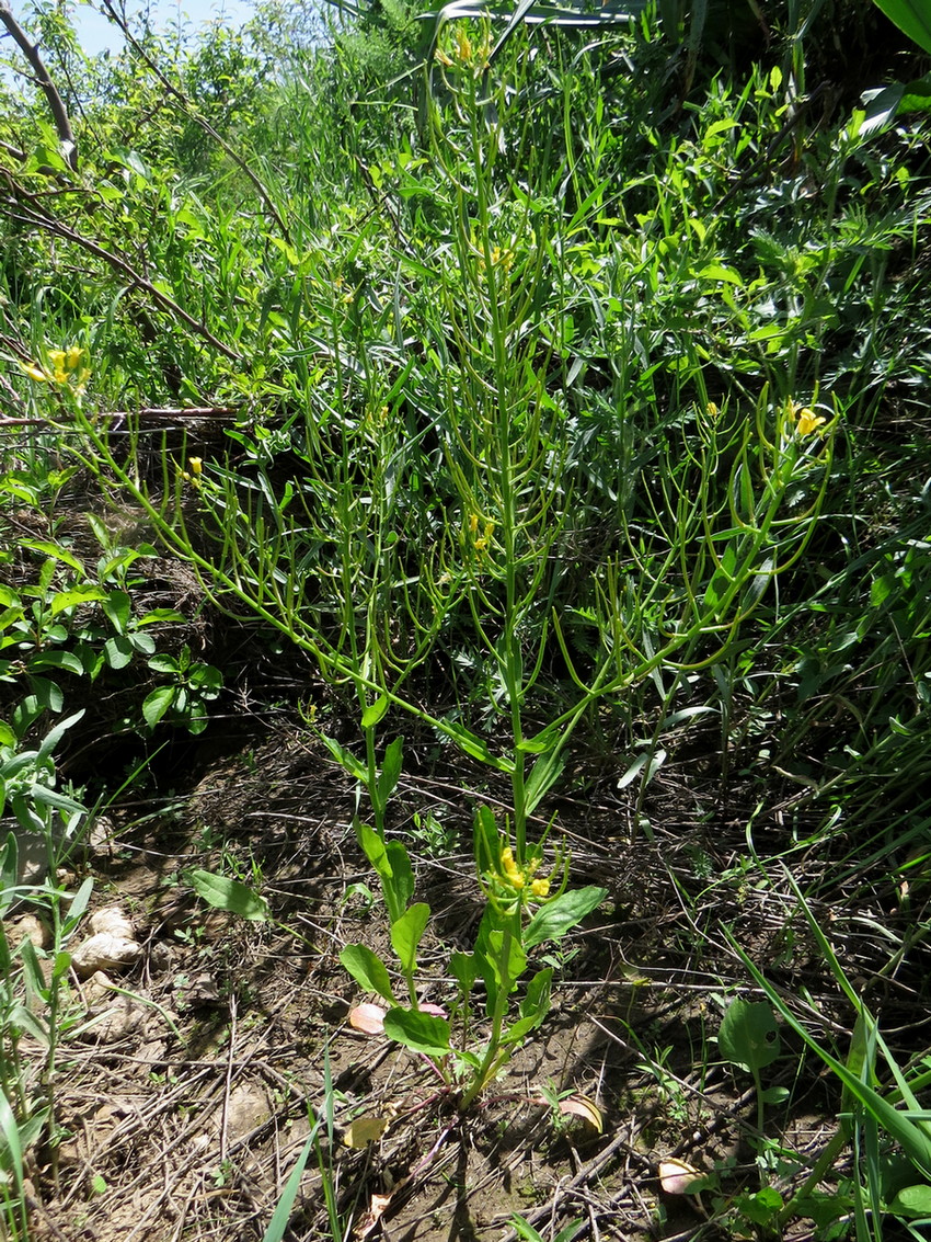 Image of Barbarea plantaginea specimen.