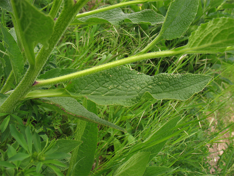 Image of Symphytum &times; uplandicum specimen.