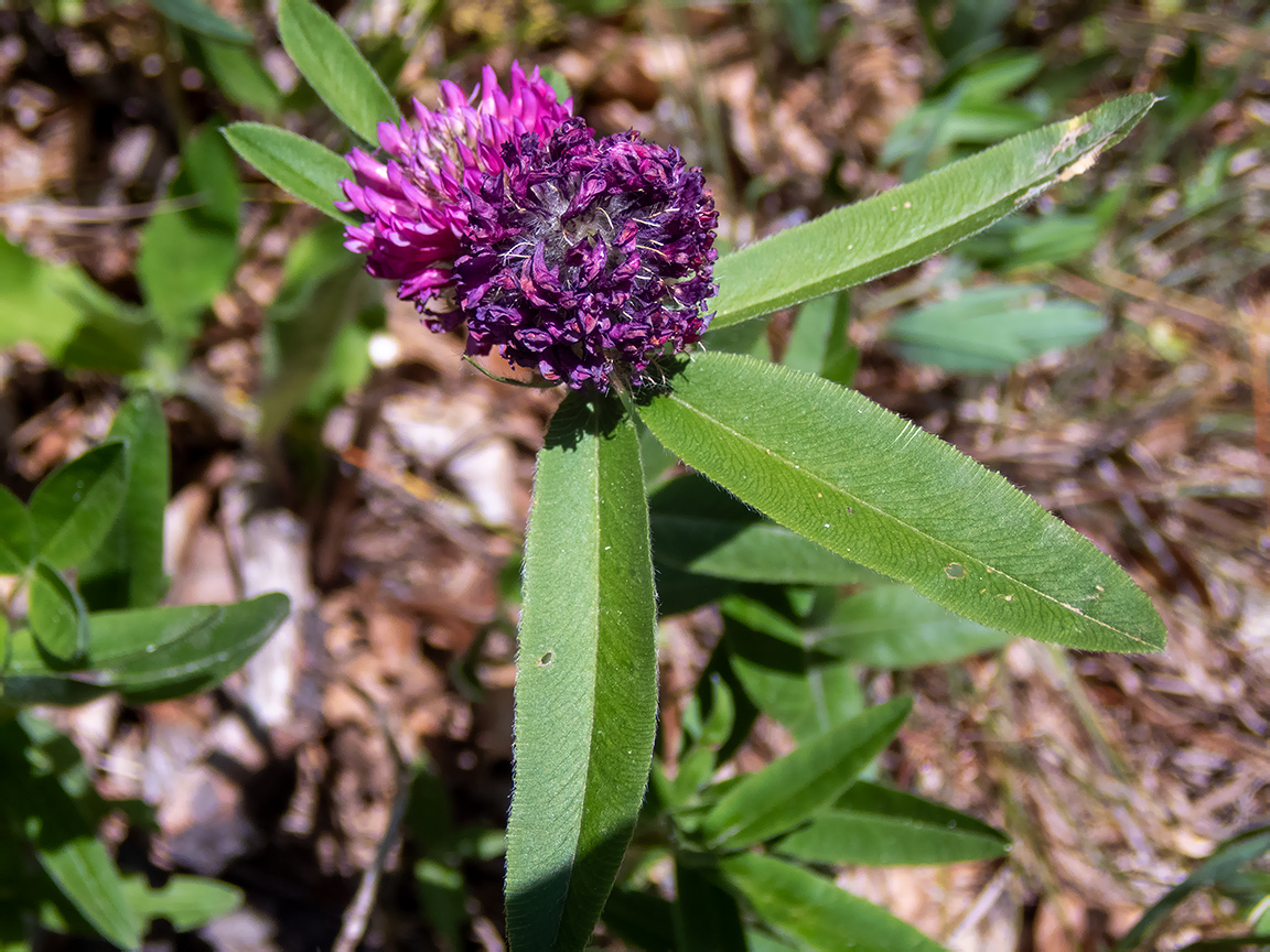 Image of Trifolium alpestre specimen.