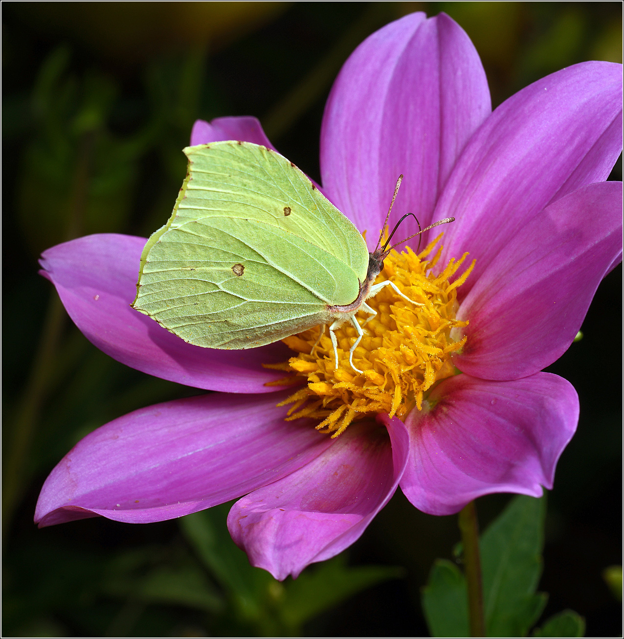 Изображение особи Dahlia pinnata.