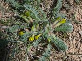 Astragalus atrovinosus