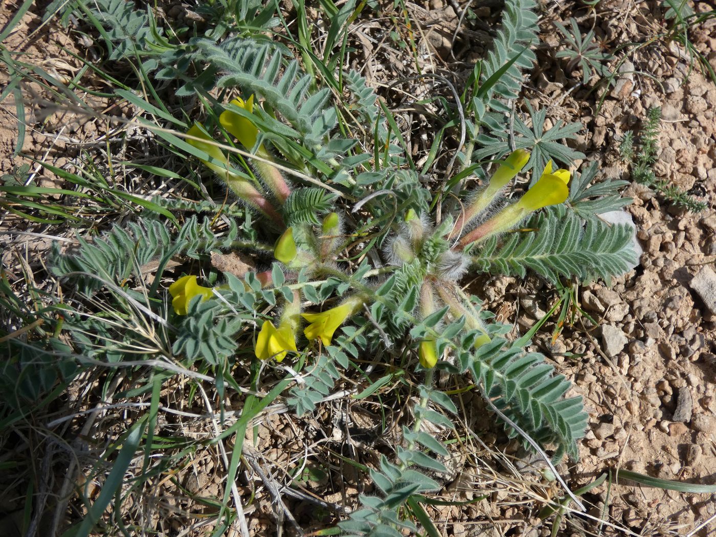 Изображение особи Astragalus atrovinosus.