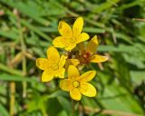 Saxifraga hirculus