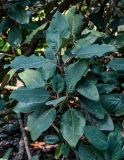 Magnolia delavayi