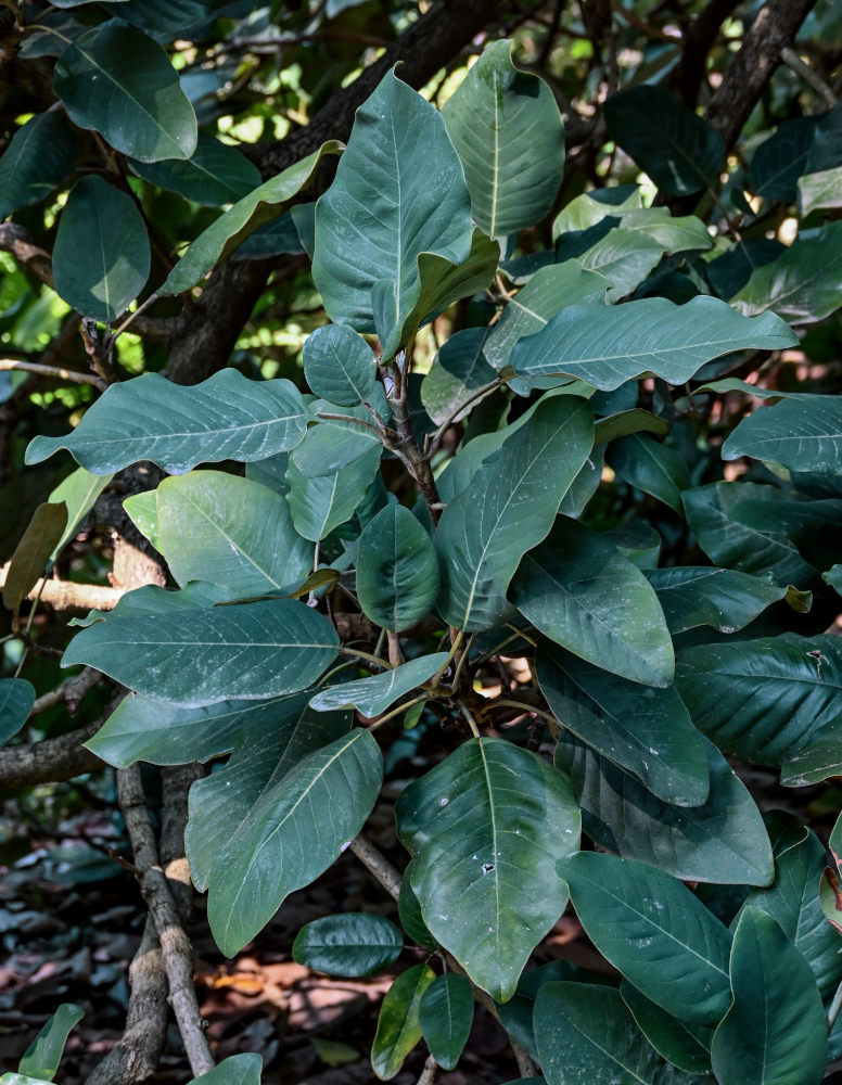 Изображение особи Magnolia delavayi.